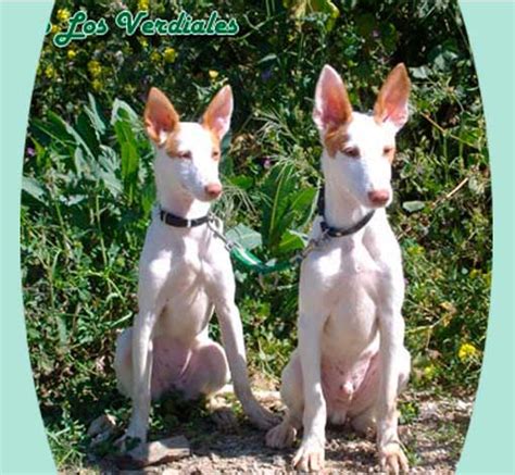 Podenco Andaluz Maneto Los Verdiales Venta Talla。